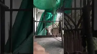 ORANGE KITTEN MEOW TO CALL THE BROTHER AND THEN SLAP HIM IN THE FACE 😂😂😂