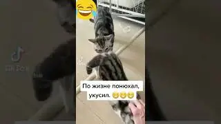 жёстко укусил.#shorts #tiktok