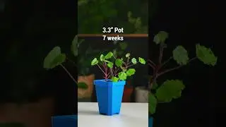 Growing nasturtiums in your garden is a must! Which size do you prefer? 