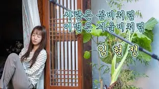 임현정 - 사랑은 봄비처럼 이별은 겨울비처럼