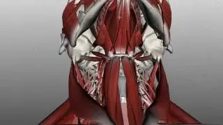 Neck Muscles Anatomy - Anterior Triangle - Part 1