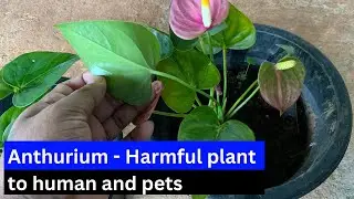 Anthurium harmful to Human and Pets