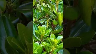 Mesmerizing Green Anole Flashing Its Vivid Colors! #beautiful #nature #lizard