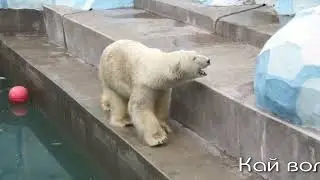 Утренняя разминка белого медведя Кая на даче, с последующим завтраком.