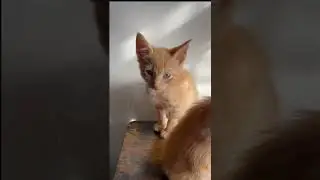 Рыжие котята 🐱🐱🐱