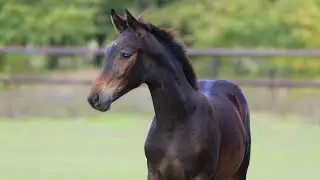 For sale! Mare Bluberry SV by Bon Couer - Fürstenball, 2024 y.b., OL, dressage