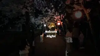 Sakura Night🌸 #cherryblossom #suzuka #spring #japan #flowers #final #season #iphone13pro #mobile
