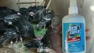 Курка жужаларни даволаш. ОСПА . ЯЬНИ САРИК чечак касалига 💉🦃 хаммасини видео ролик давомида куринг 👍