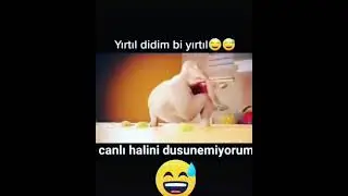 komik tavuk