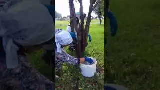 Заслуженных учителей республики заставили мыть деревья к приезду чиновников