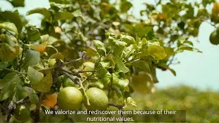 CITRUS