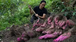 From forest to table – Cooking wild taro with mountain aroma