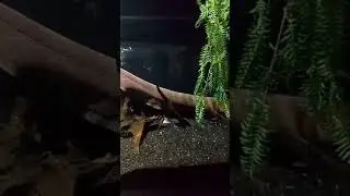 Угорь электрический. Москвариум. Очень красиво!