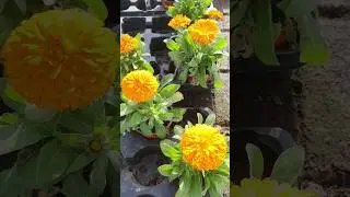 Espantanovios en maceta