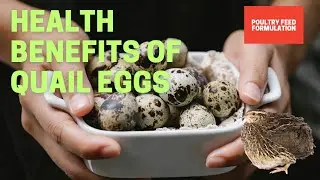 AMAZING HEALTH BENEFITS OF QUAIL EGGS