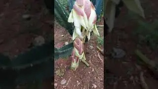 A flor do cacto 🌵 🌵 🌵