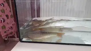 AKVARYUM BALIKLARI