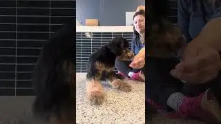 Bear Puppy K - Sep 10