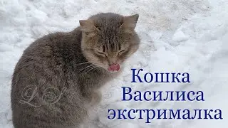 Не кот, а кошка на дереве. Лазят ли кошки по деревьям. Василиса эстрималка