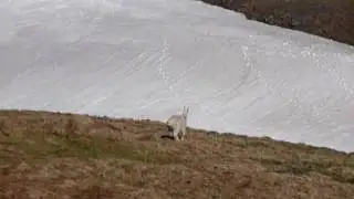 Decent Billy with Large Herd of Mountain Goats