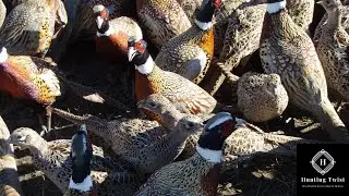 The most effective method of Shooting Pheasants to Hunt in Slow Motion Video