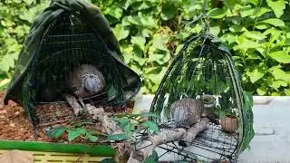 Chim Cu Gáy Mồi Cườm Đỉnh và Giáng quy đấu sô lô.