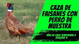 ESPECTACULAR CAZA DE FAISANES CON PERRO DE MUESTRA