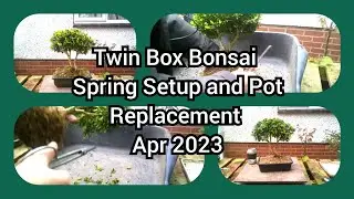 Twin Box Bonsai Spring Setup And Pot Replacement Apr 2023 1