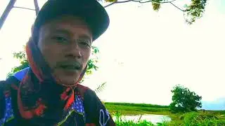 Cara casting ikan gabus pakai katak hidup