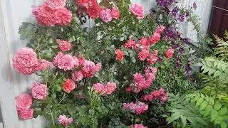 Плетистая роза PARADE (по-русски ее называют ПАРАД), первая волна ветения, 4 июля 2023 года.