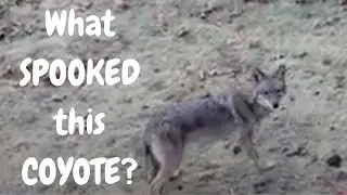 What SPOOKED this COYOTE?