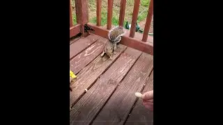Bob the squirrel gets a peanut