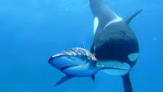Top 10 Most DANGEROUS Ocean Predators