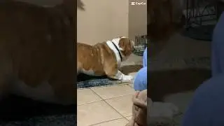 Smooth Operator-How Smooth is Chunk the English Bulldog? #cuteanimals #bulldog #funny #happy #shorts