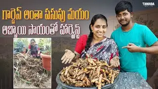 Biggest Turmeric Harvest || TELUGU GARDEN VLOG