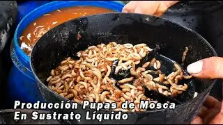 PRODUCCION PUPAS DE MOSCA EN SUSTRATO LÍQUIDO