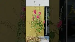 Мальва струнка і усміхнена