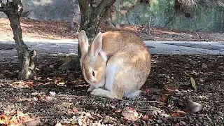 Bunny folded up beautifully
