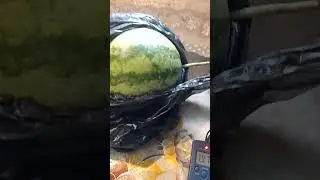 #дача Опоздал мелкие выросли!!