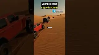 Миллионы рыб в пустыне