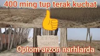 Arzon ugurji sotiladi .Terak kuchatlar .Uzbekistan buylab yetkazish be pul.