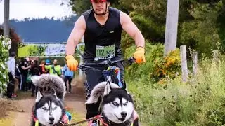 seppala Racing Dog 🐕🐕💯