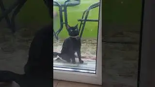 Забавный котенок ❤️😁🐈‍⬛🐱#happy #cat #смешные #love #kitten #кот #животные #a #animals