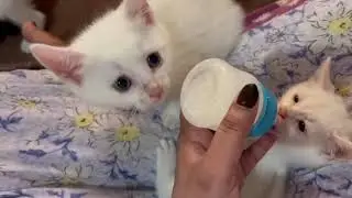 Adorable Kitten Feeding Time! Cute Baby Kittens Eating Milk & Food Compilation 🐱🥛