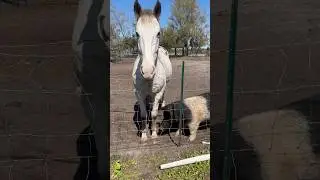 Pig walks under horse lol. #4k #animals #cute #pig #horse #funny #pleasesubscribe #rescue #farm #lol