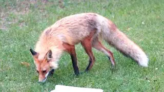 Wild fox looks like wearing jacket/Fox fur coat 🤣