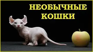 Необычные кошки