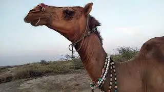 Desert camel mating / Camel life / Desert animals life / الجمل
