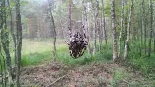 сбор черники, не удачное местечко, комары не дремлют