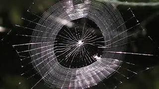 Spiderweb Engineering